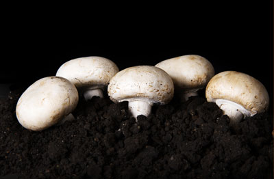 Agaricus bisporus Champignon, Agaricus brunnescens Peck, Egerling, Angerling, Portobello, White Button Mushroom